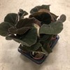 BEGONIA 12 CM MASON RIVER 1X6